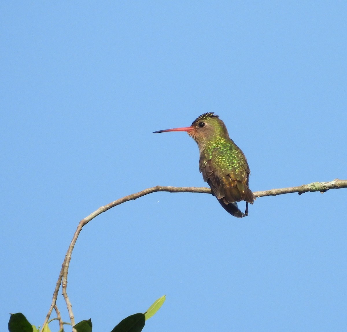 Gilded Hummingbird - ML643590077