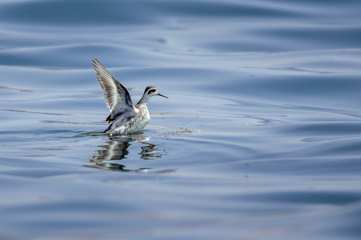 紅領瓣足鷸 - ML643590091