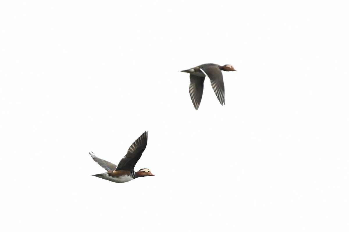 Mandarin Duck - ML643590092