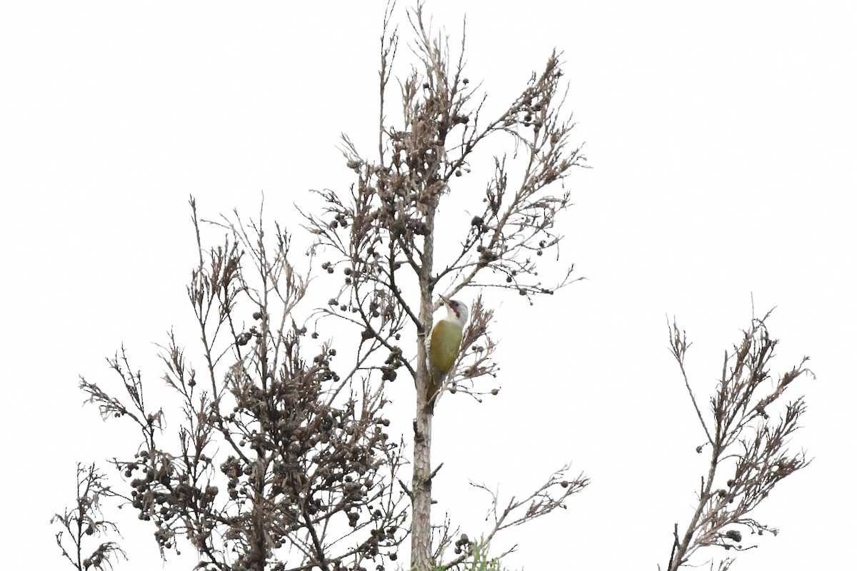 Japanese Woodpecker - ML643590101