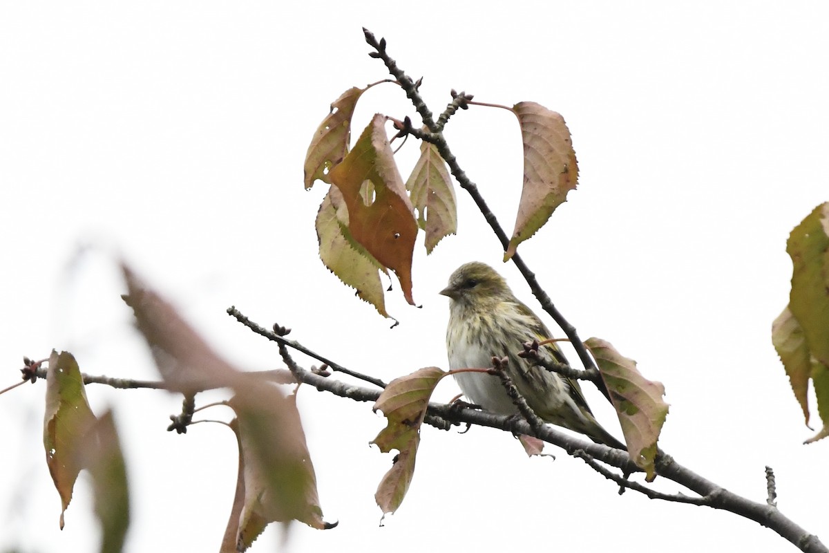 Eurasian Siskin - ML643590111