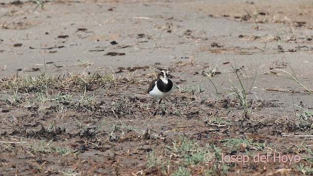 Northern Lapwing - ML643590113