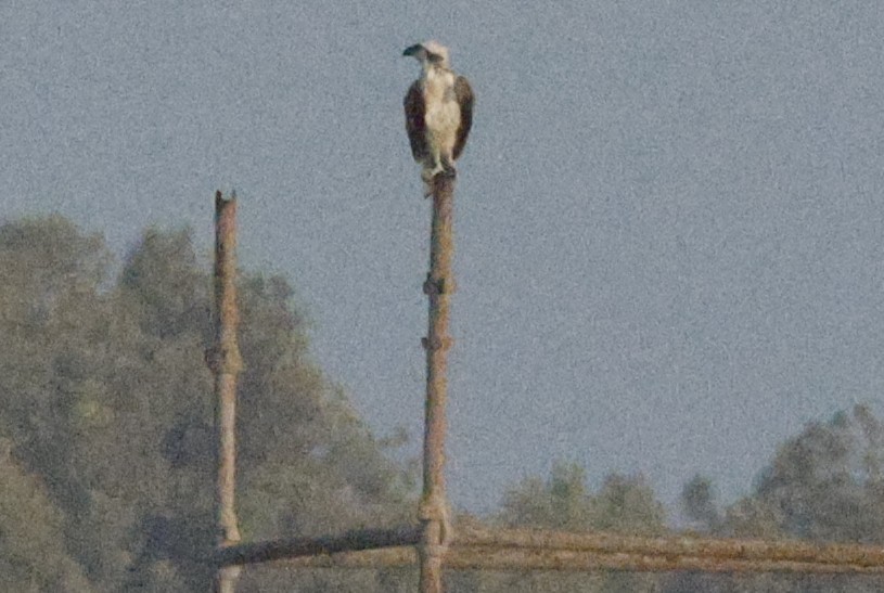 Osprey (Eurasian) - ML643590116