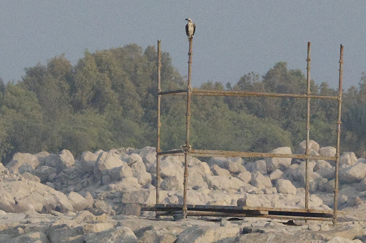 Osprey (Eurasian) - ML643590119