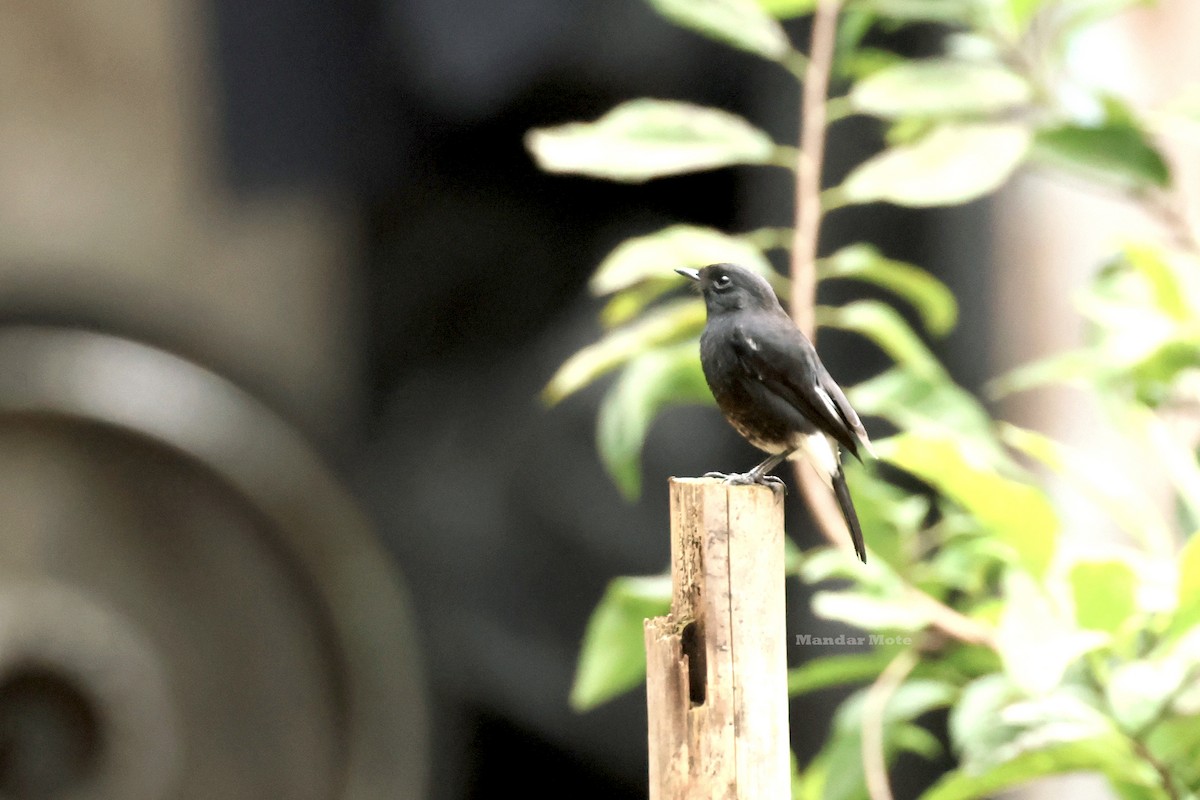 Pied Bushchat - ML643590133