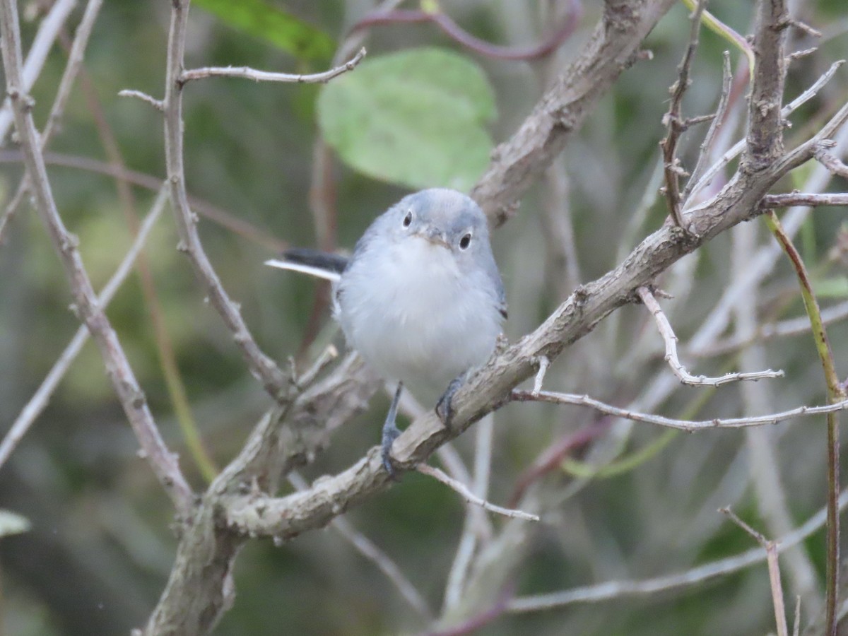 Blue-gray Gnatcatcher - ML643590139