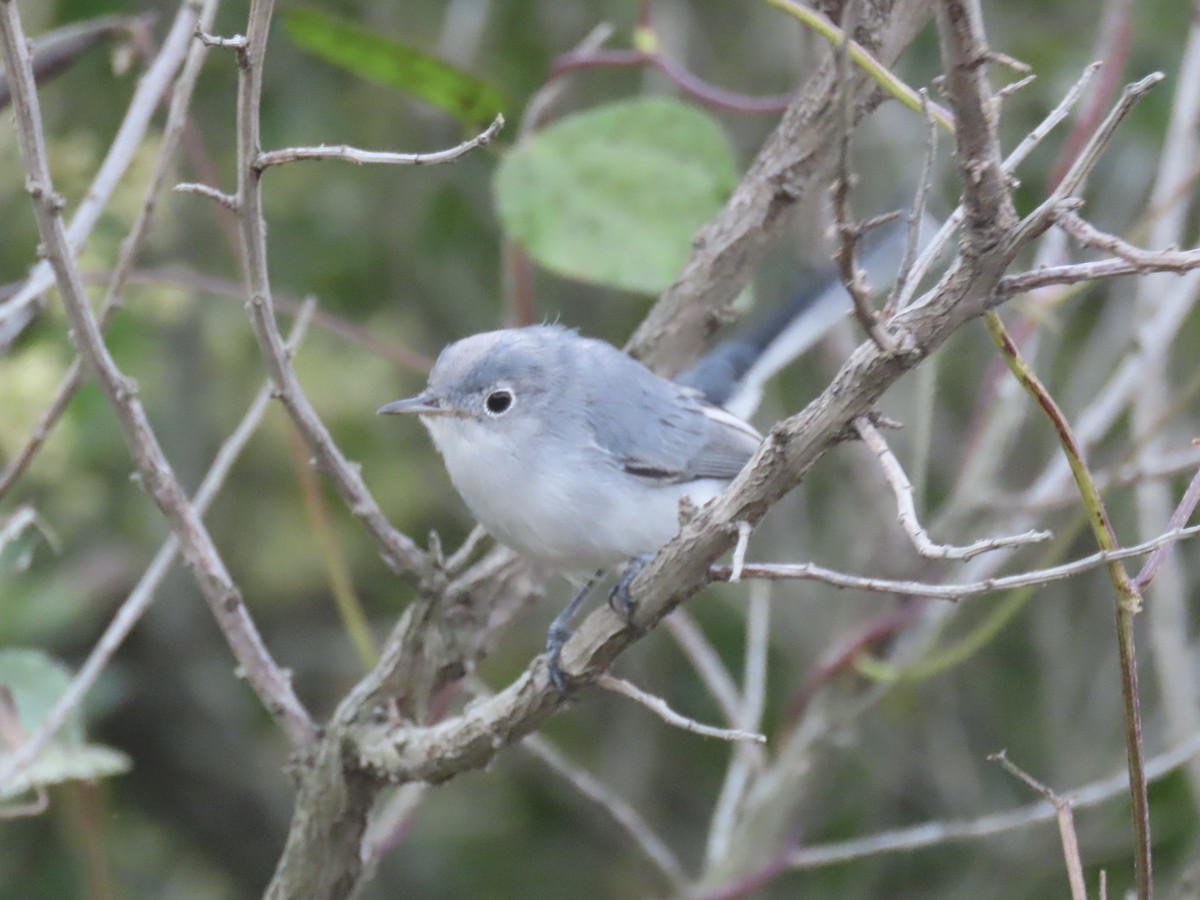 Blue-gray Gnatcatcher - ML643590140