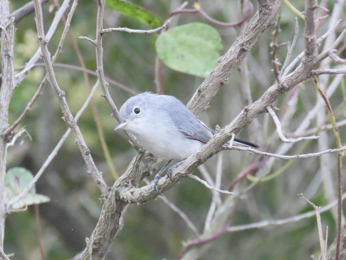 Blue-gray Gnatcatcher - ML643590142