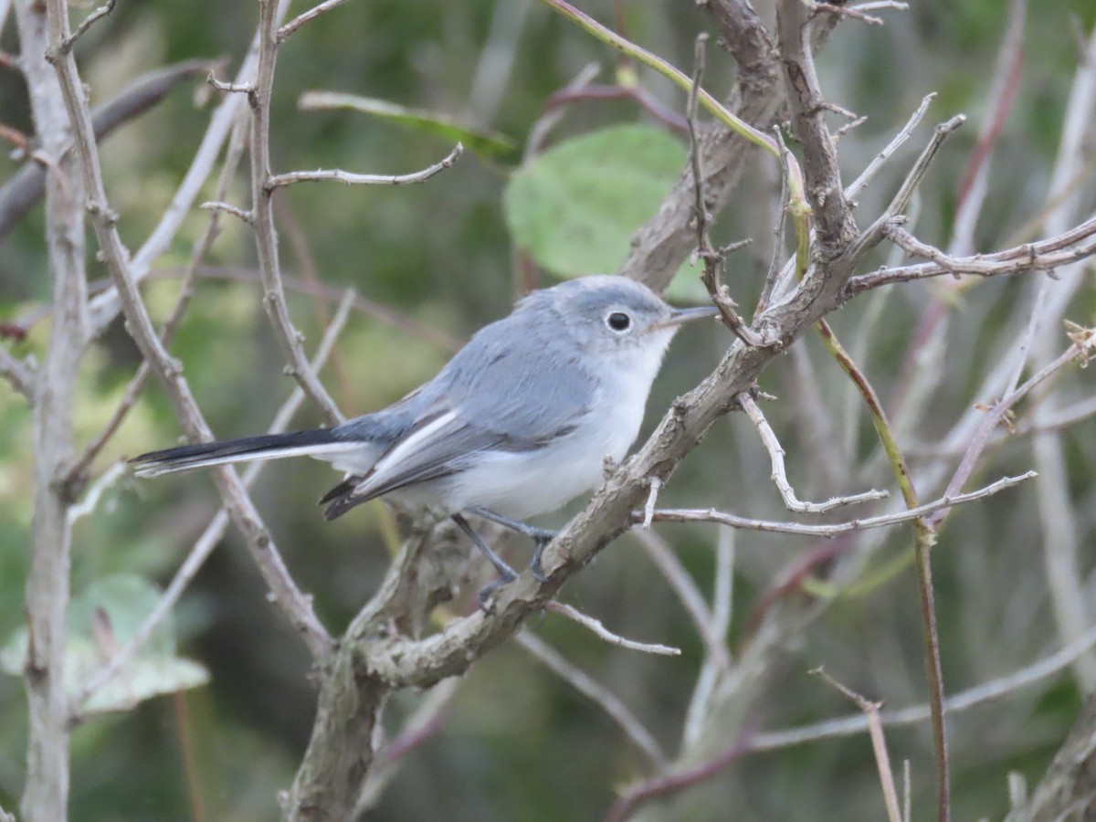 Blue-gray Gnatcatcher - ML643590143
