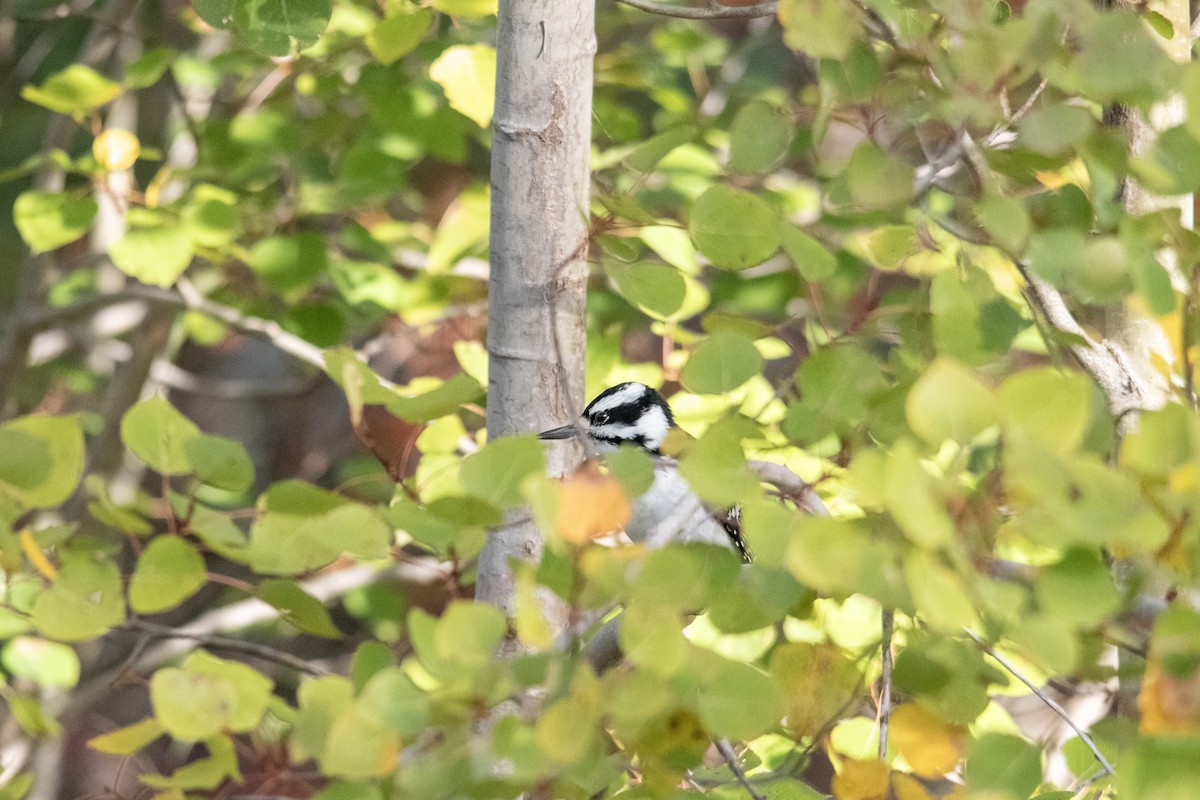 Hairy Woodpecker - ML643590151