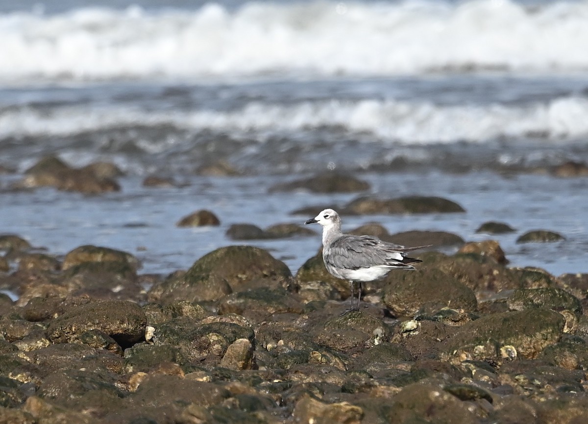 笑鷗 - ML643590175