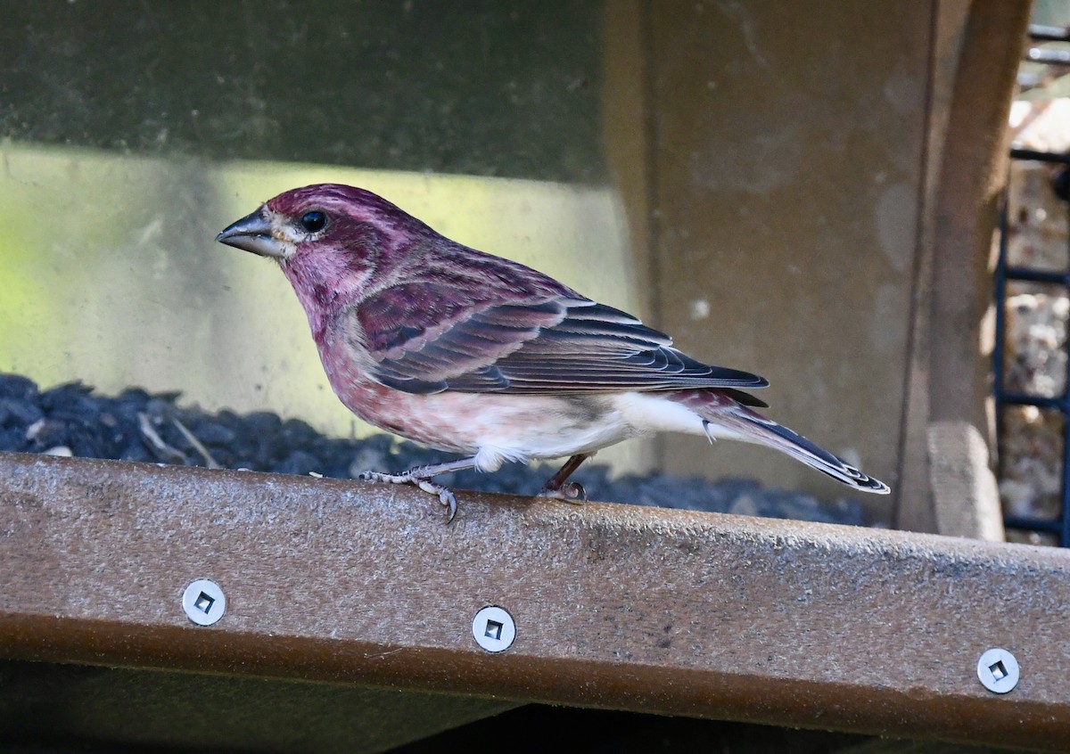 Purple Finch - ML643590189