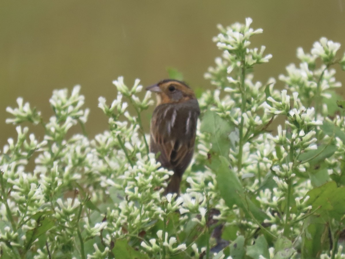 Nelson's Sparrow (Interior) - ML643590193