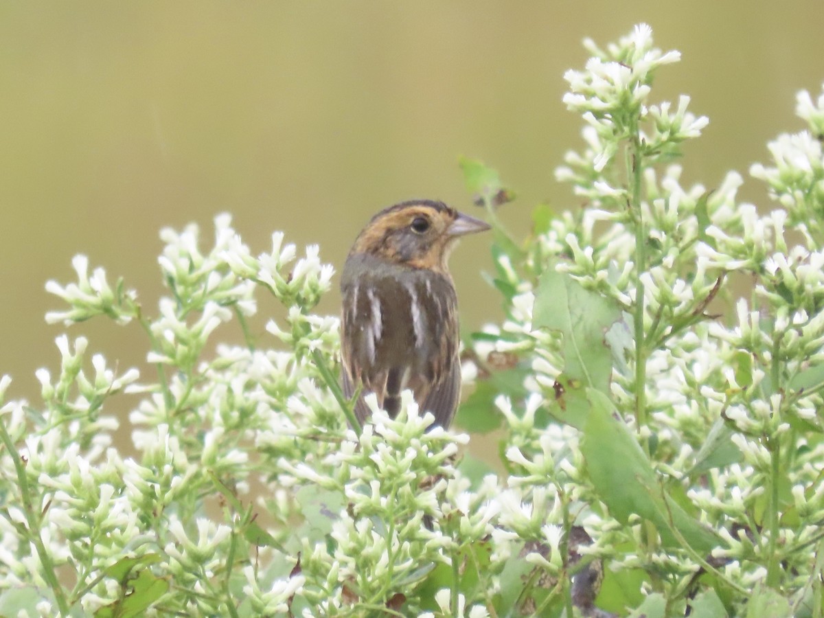 Nelson's Sparrow (Interior) - ML643590195