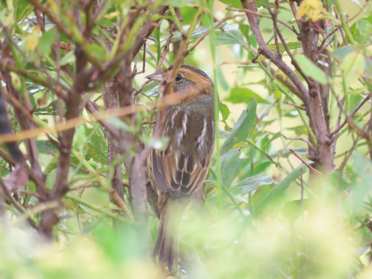 Nelson's Sparrow (Interior) - ML643590196