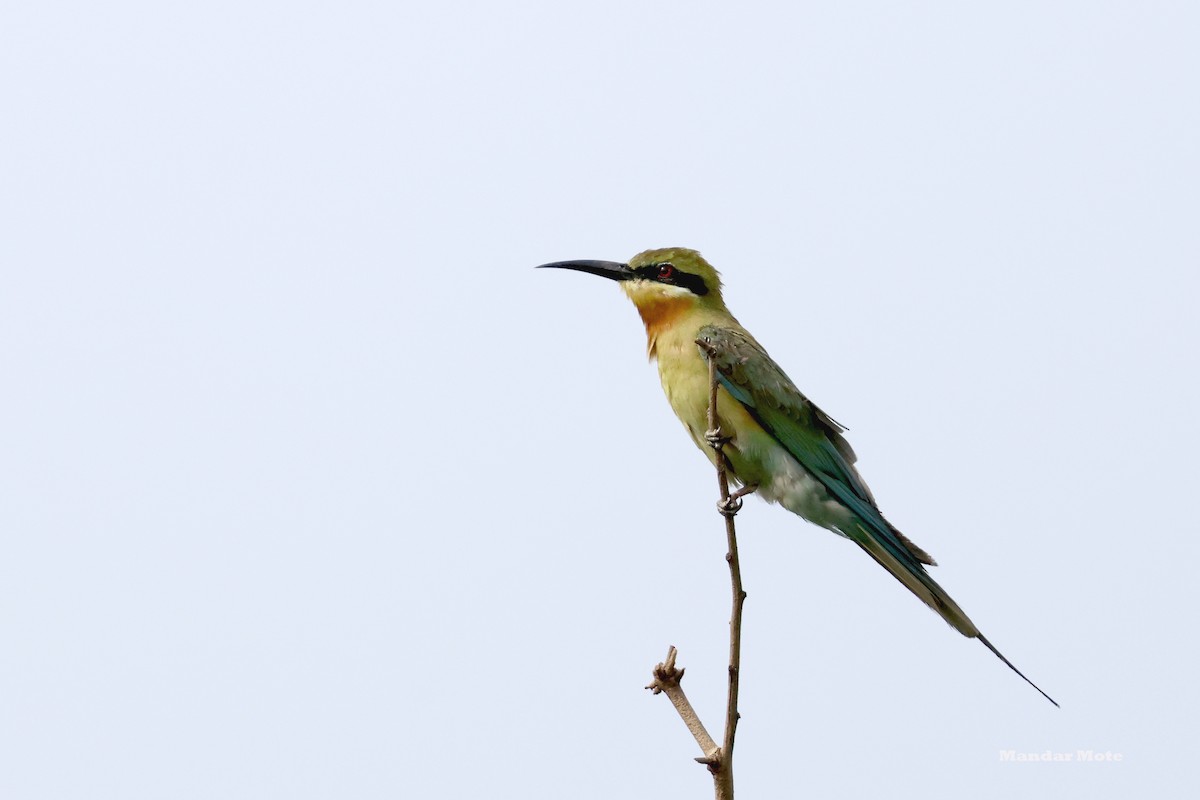 Blue-tailed Bee-eater - ML643590197