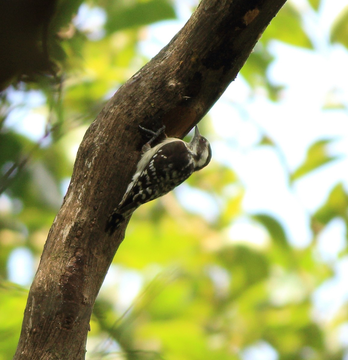 Brown-capped Pygmy Woodpecker - ML643590199
