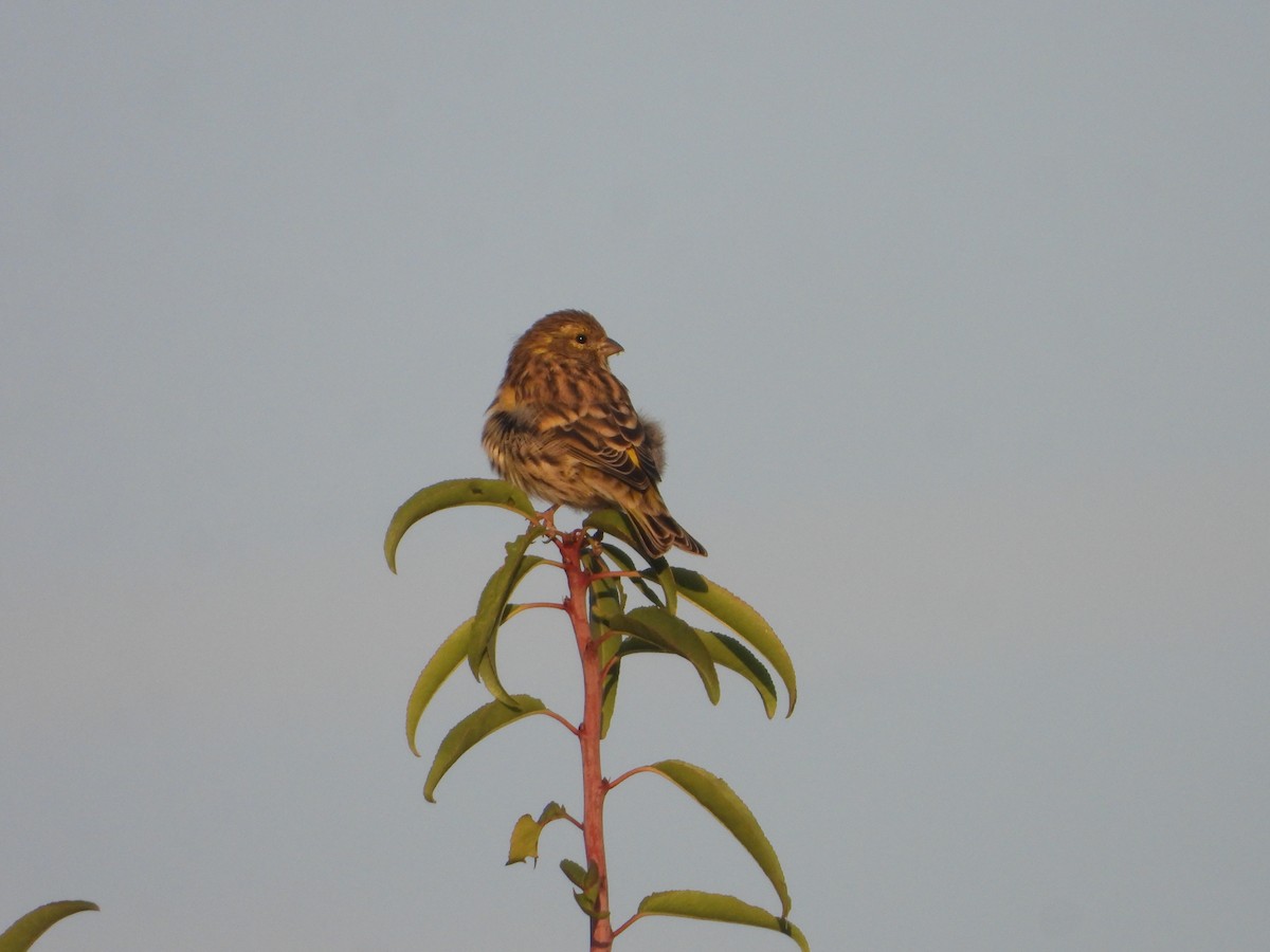 European Serin - ML643590200
