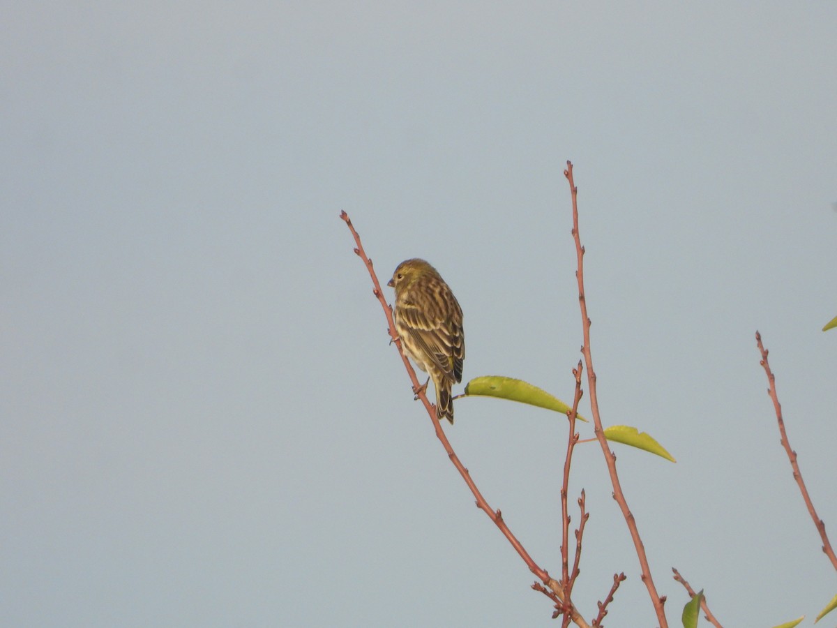 European Serin - ML643590201