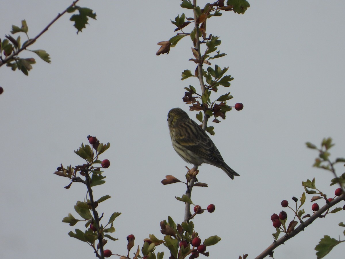 European Serin - ML643590202