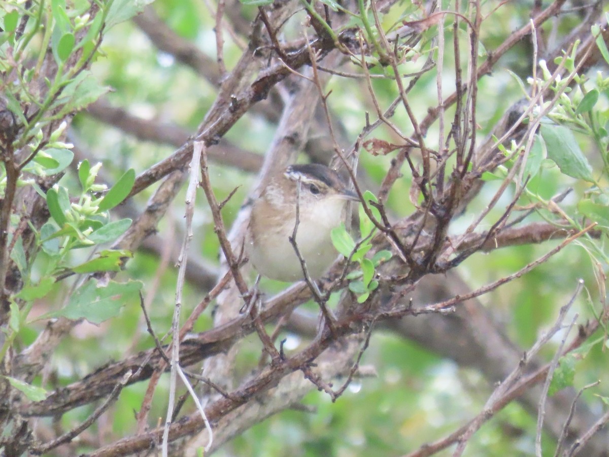 Marsh Wren - ML643590203