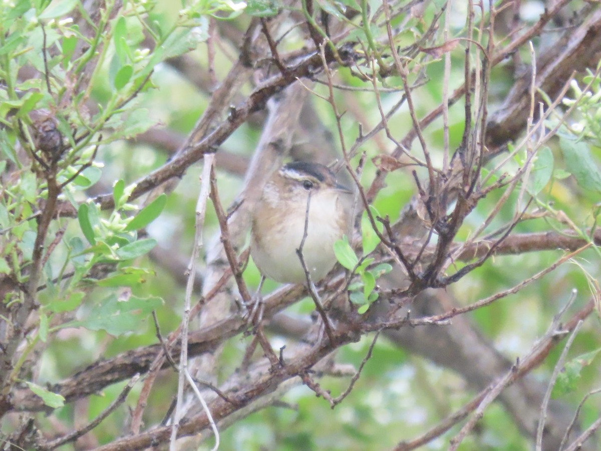 Marsh Wren - ML643590204