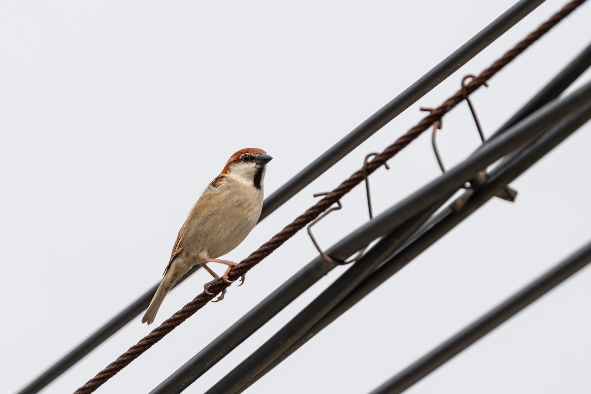 Russet Sparrow - ML643590205