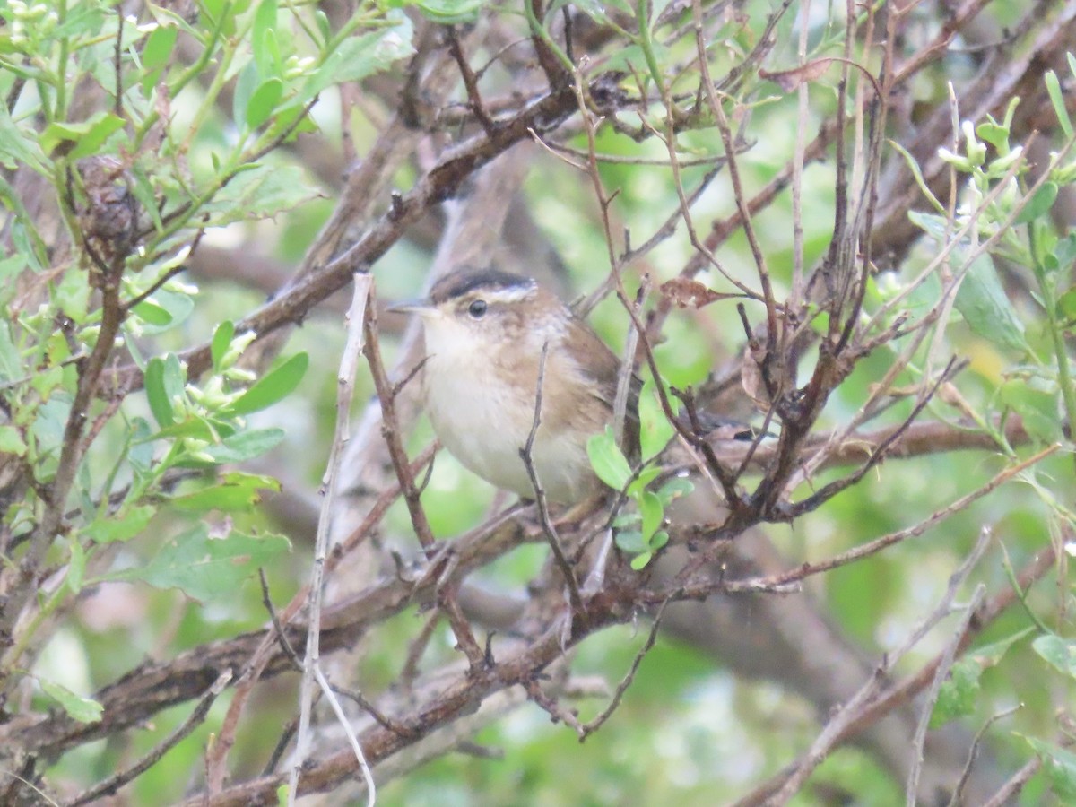 Marsh Wren - ML643590206