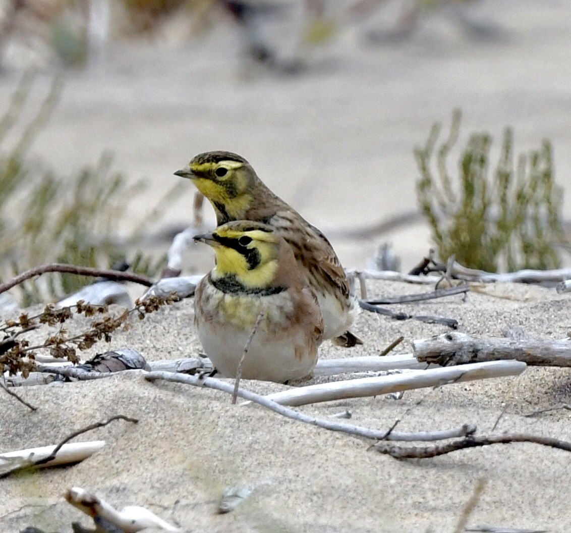 Horned Lark - ML643590208
