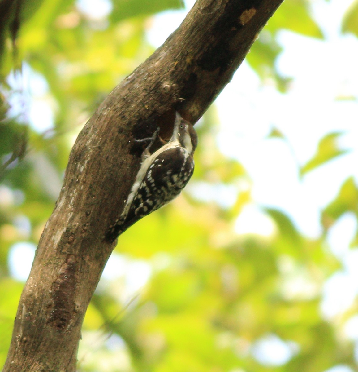 Brown-capped Pygmy Woodpecker - ML643590211