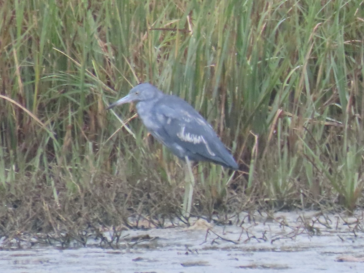 Little Blue Heron - ML643590212