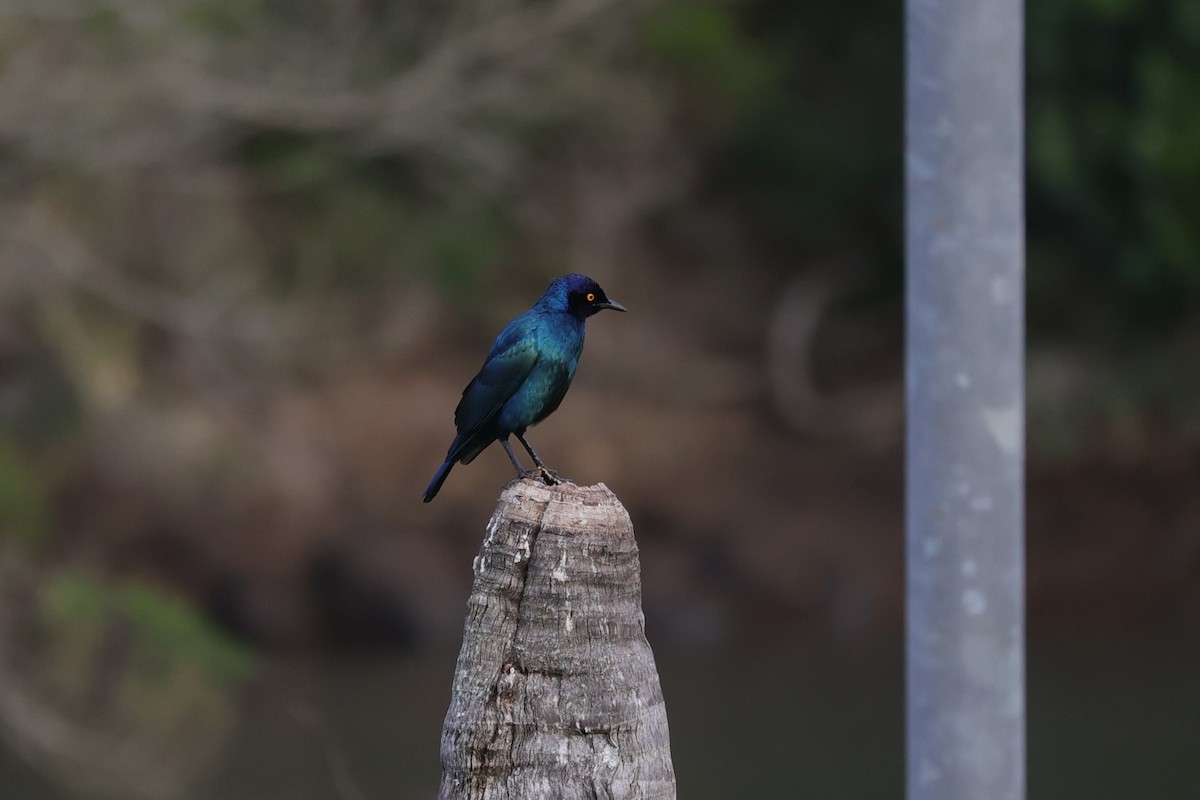 Cape Starling - ML643590213