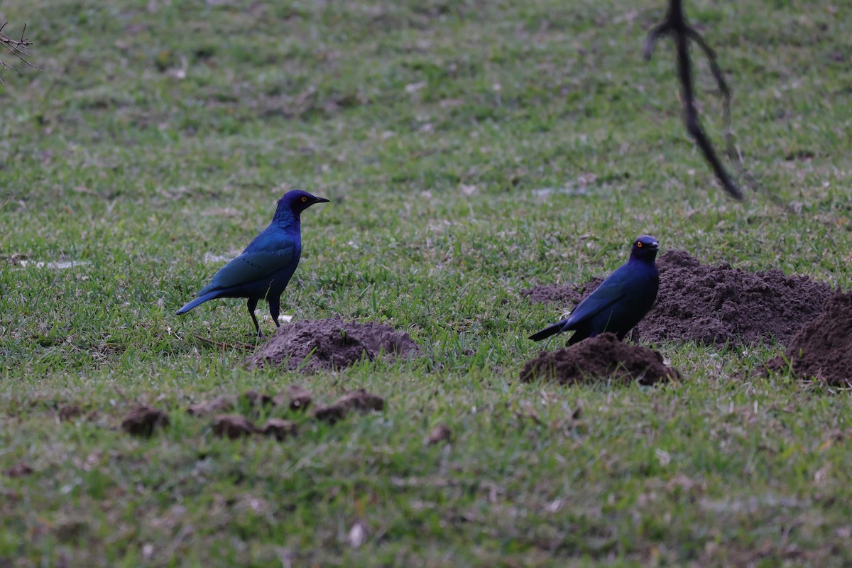Cape Starling - ML643590214
