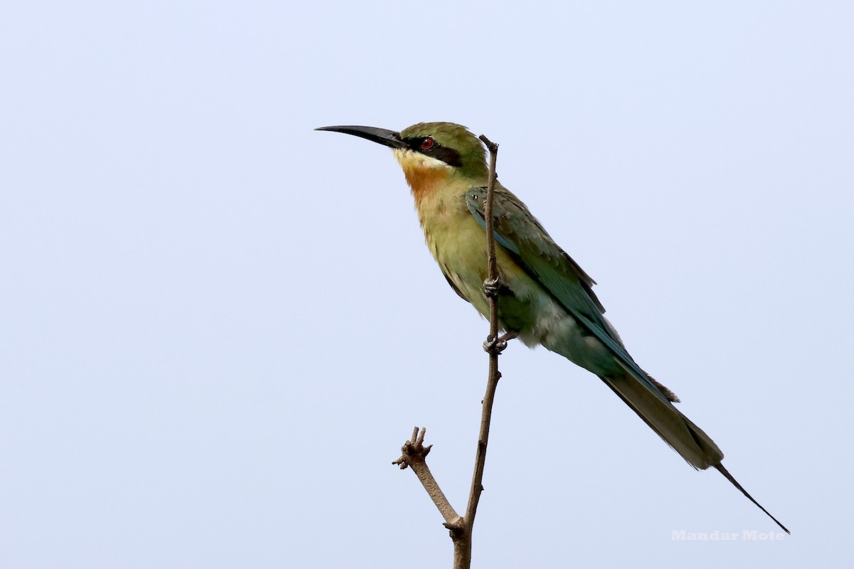 Blue-tailed Bee-eater - ML643590216
