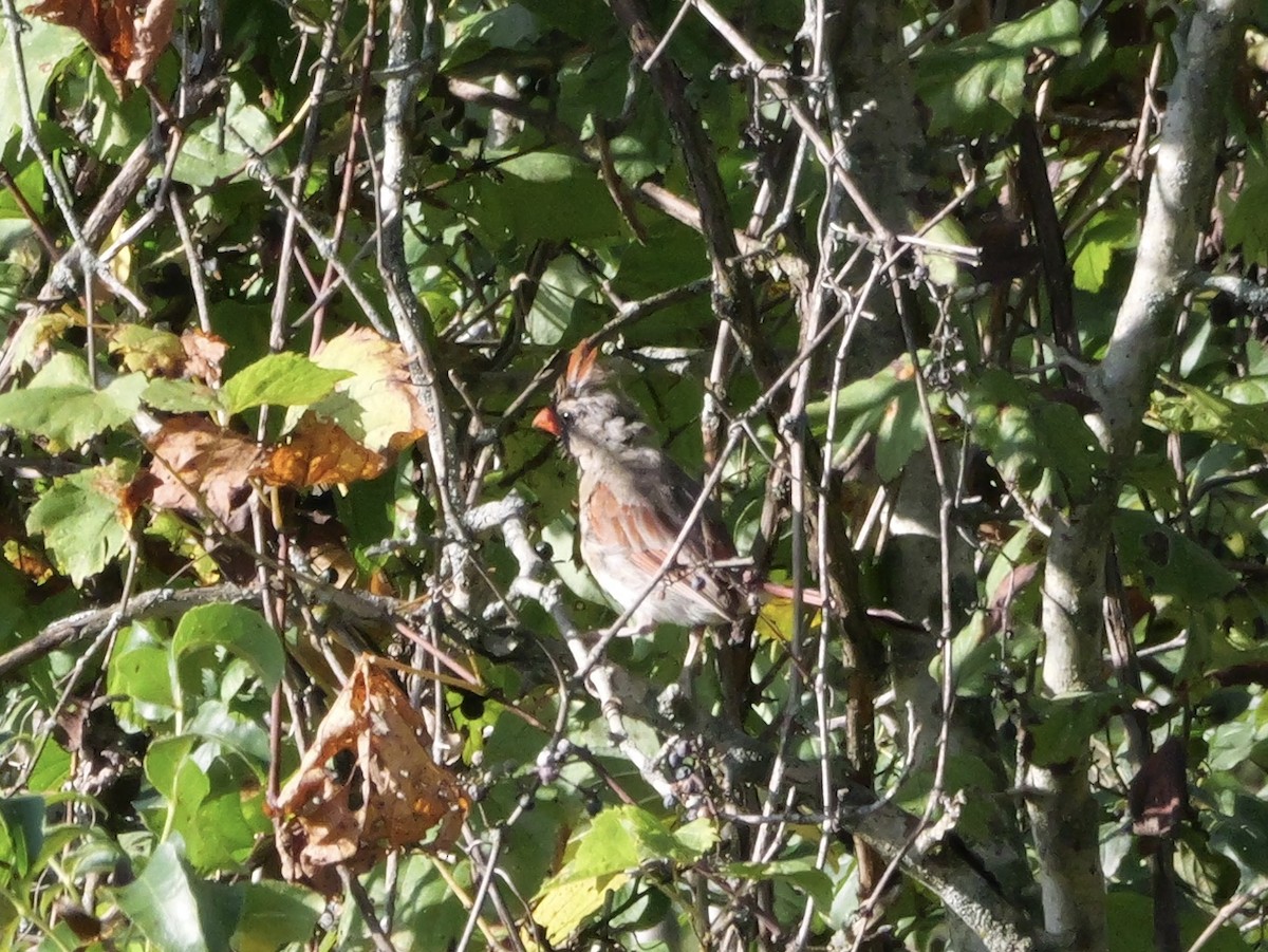 Northern Cardinal - ML643590220