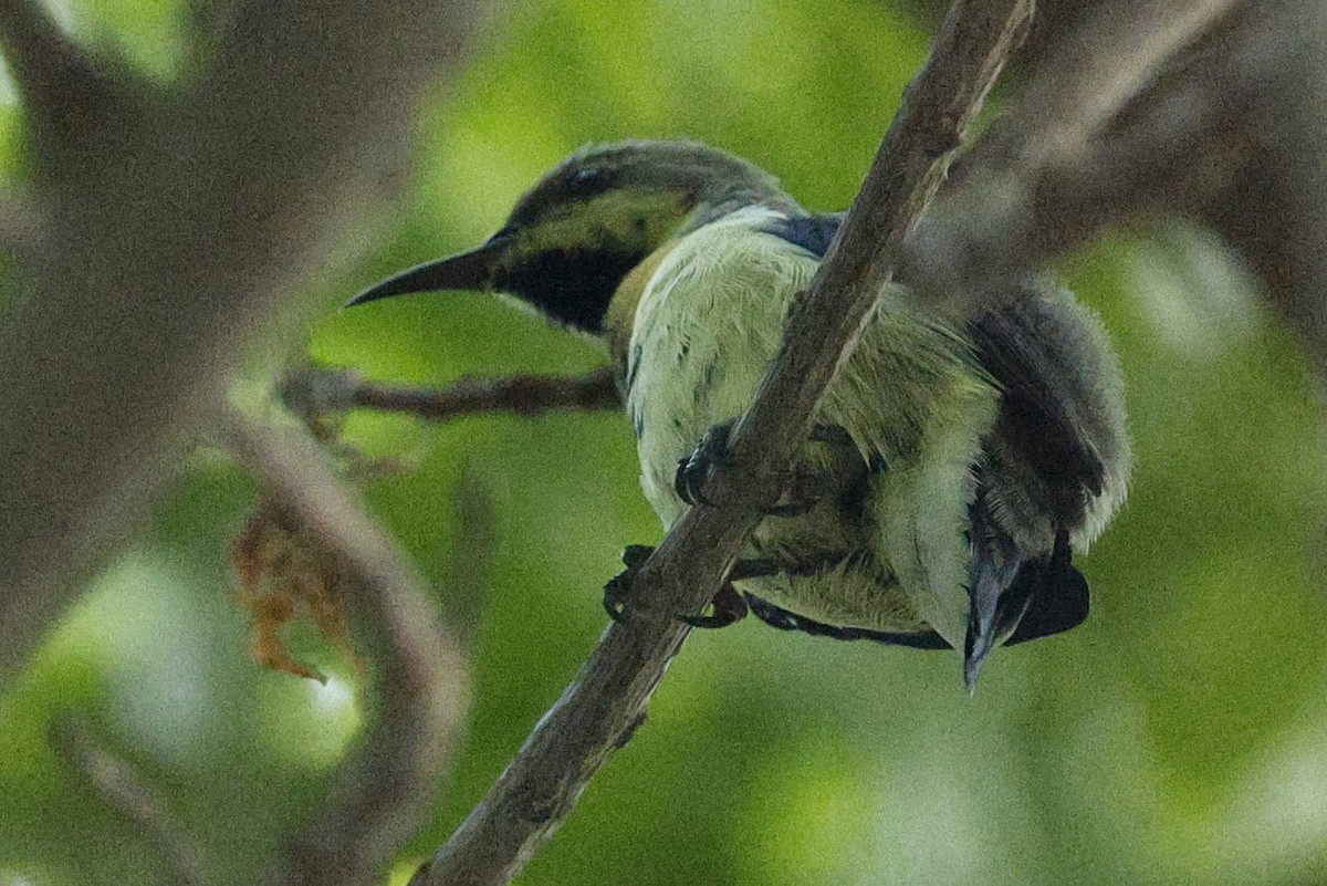 Purple Sunbird - ML643590221