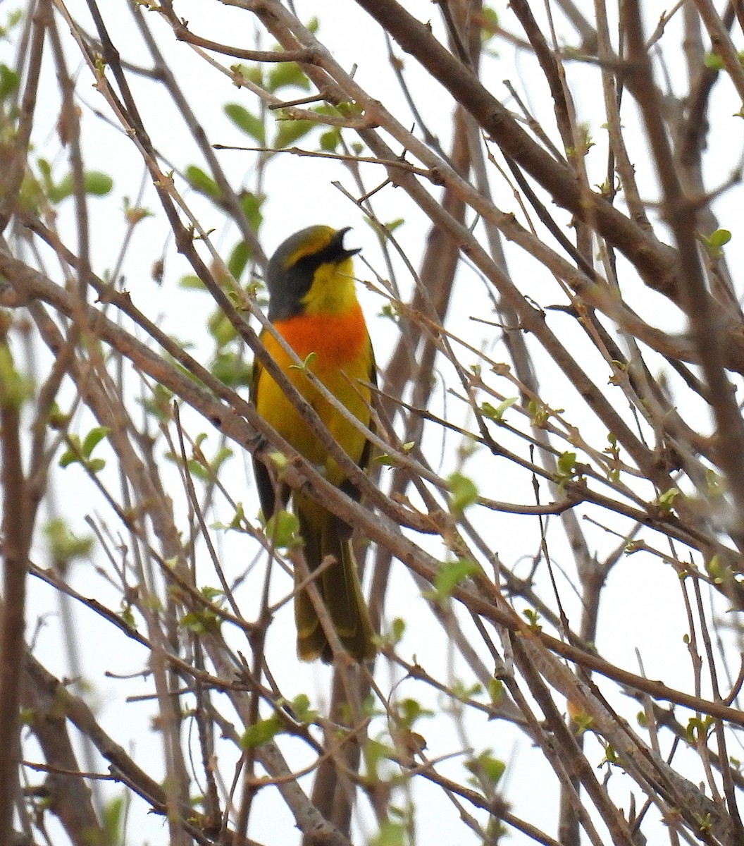 Sulphur-breasted Bushshrike - ML643590223