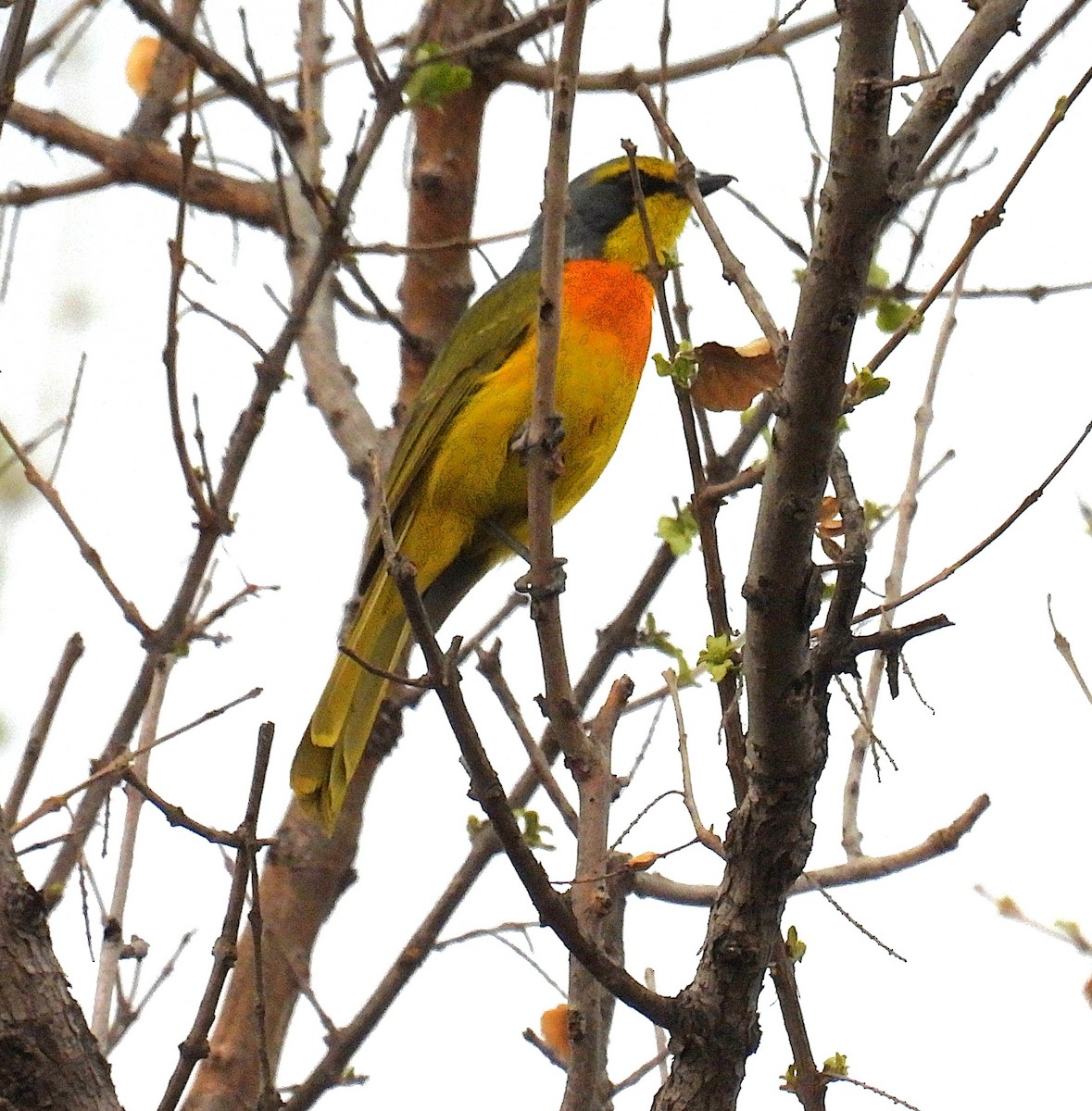 Sulphur-breasted Bushshrike - ML643590224