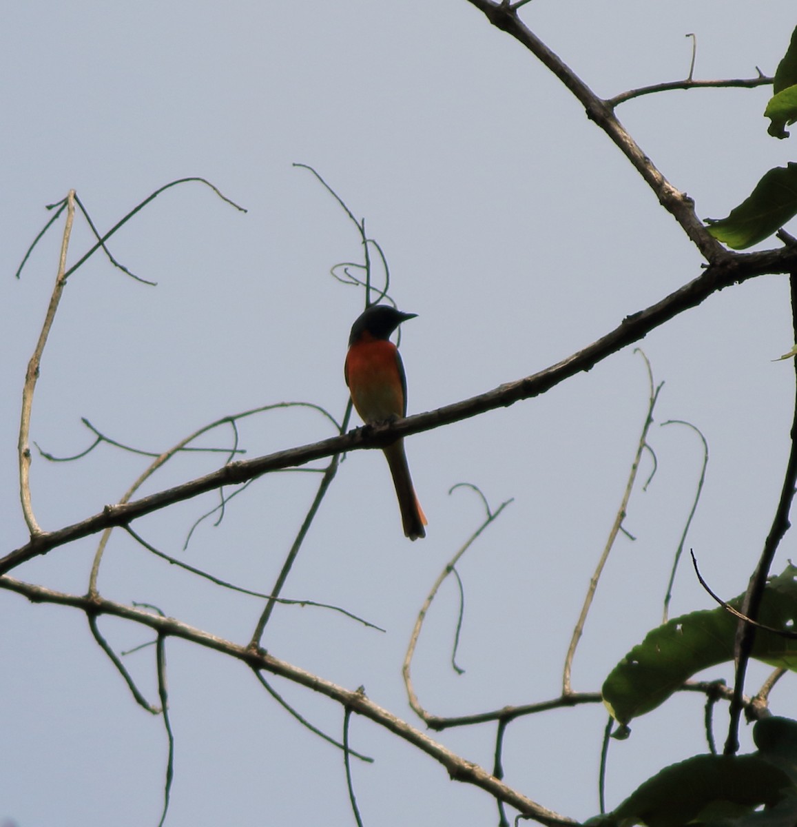 Small Minivet - ML643590225