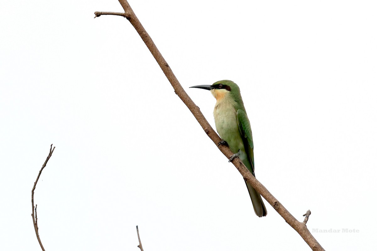 Blue-tailed Bee-eater - ML643590226