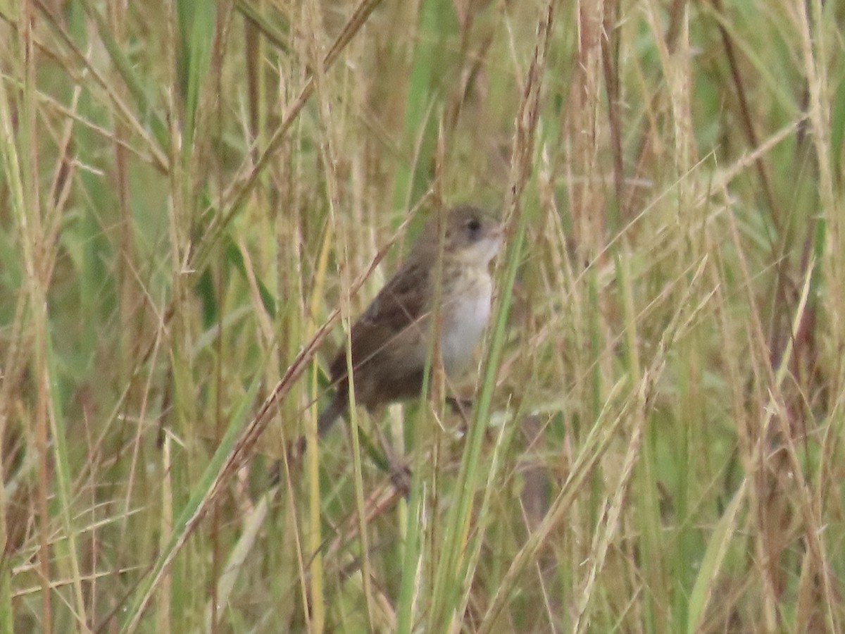 Seaside Sparrow - ML643590227