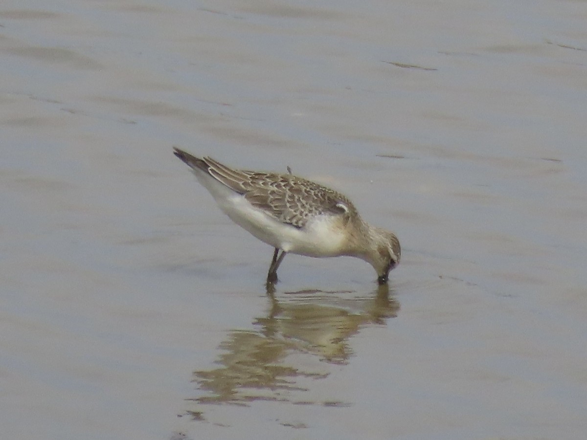 Curlew Sandpiper - ML643590228