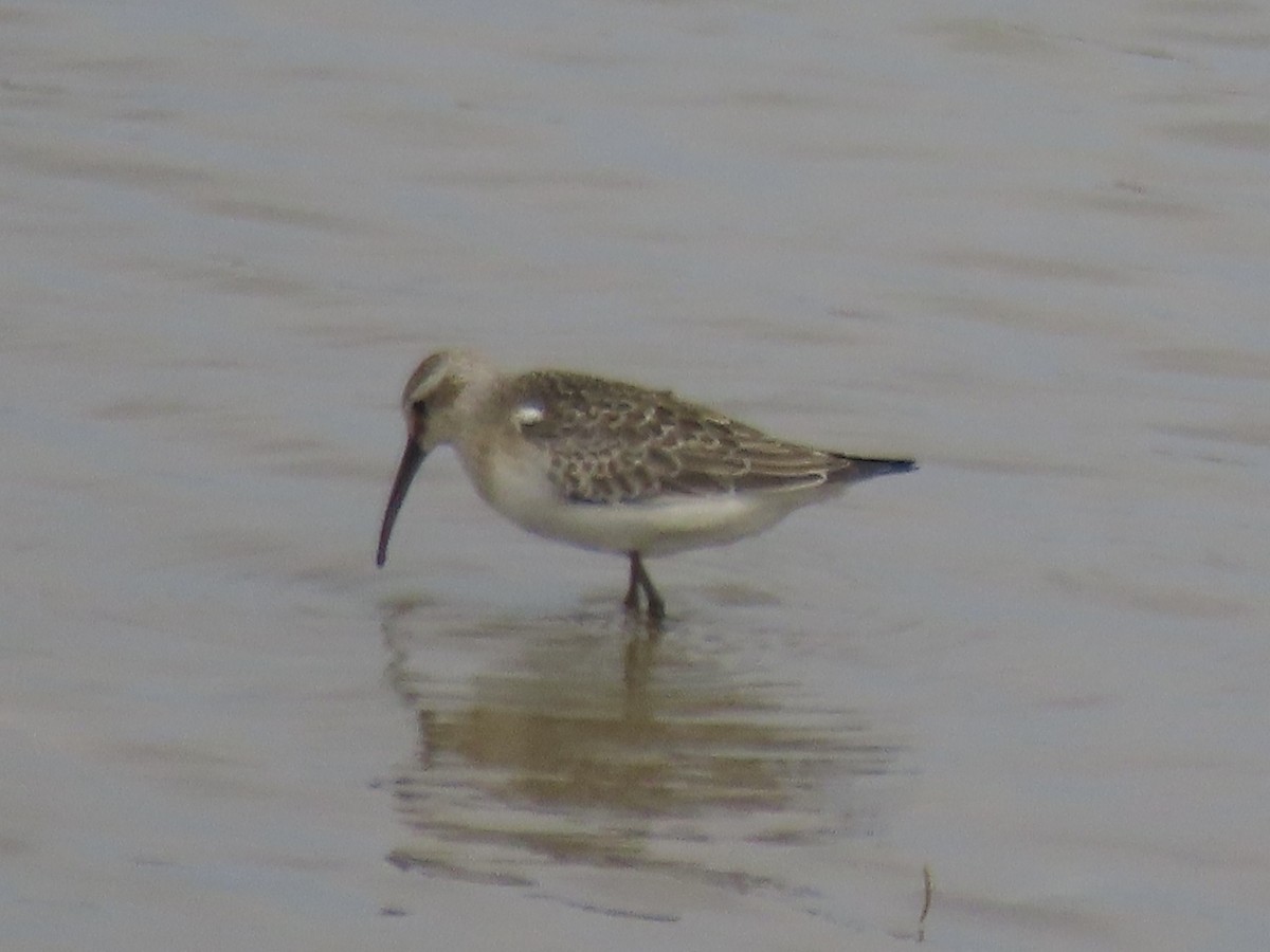 Curlew Sandpiper - ML643590229
