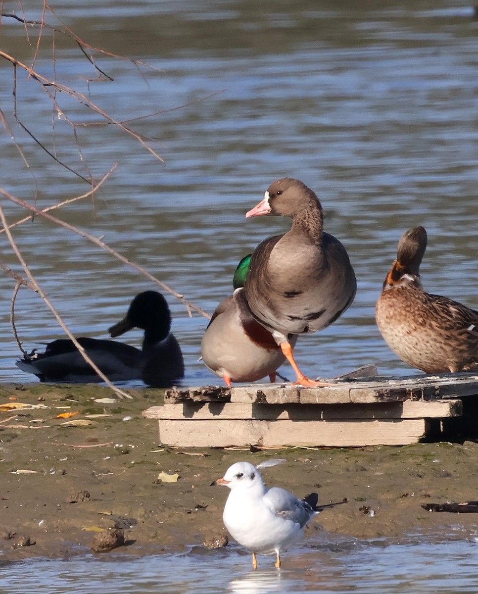Greater White-fronted Goose - ML643590230