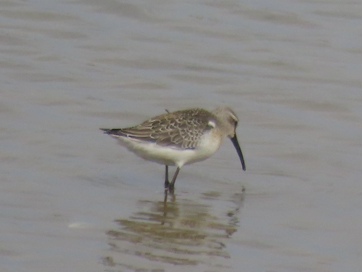 Curlew Sandpiper - ML643590231