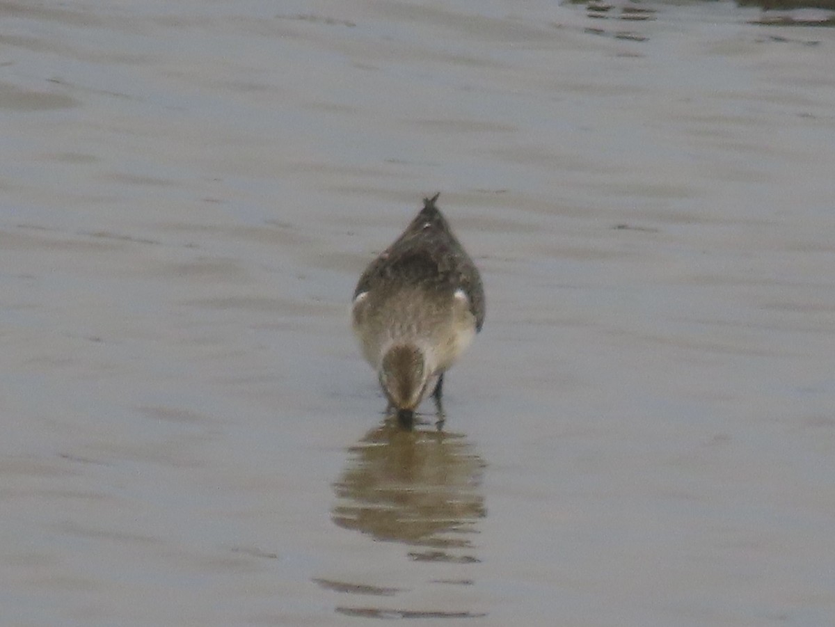Curlew Sandpiper - ML643590232