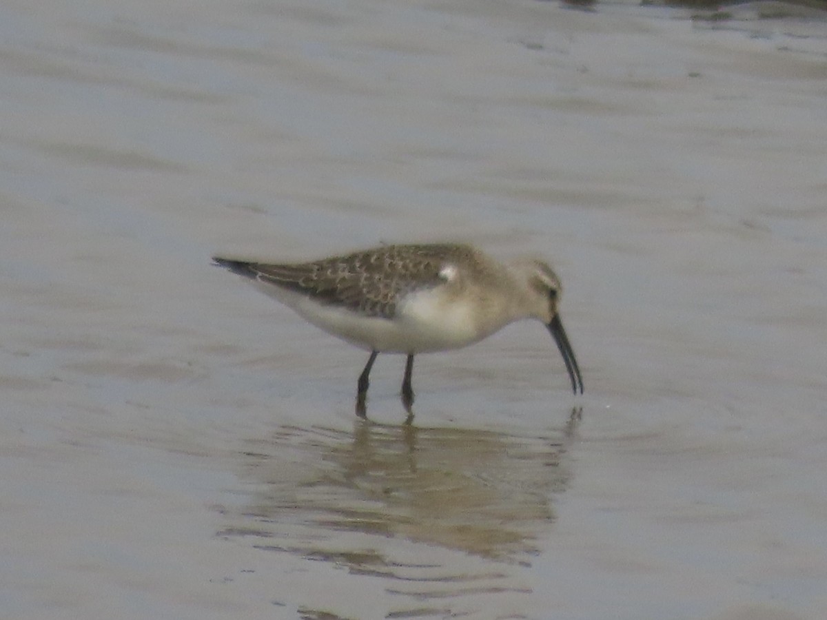 Curlew Sandpiper - ML643590233