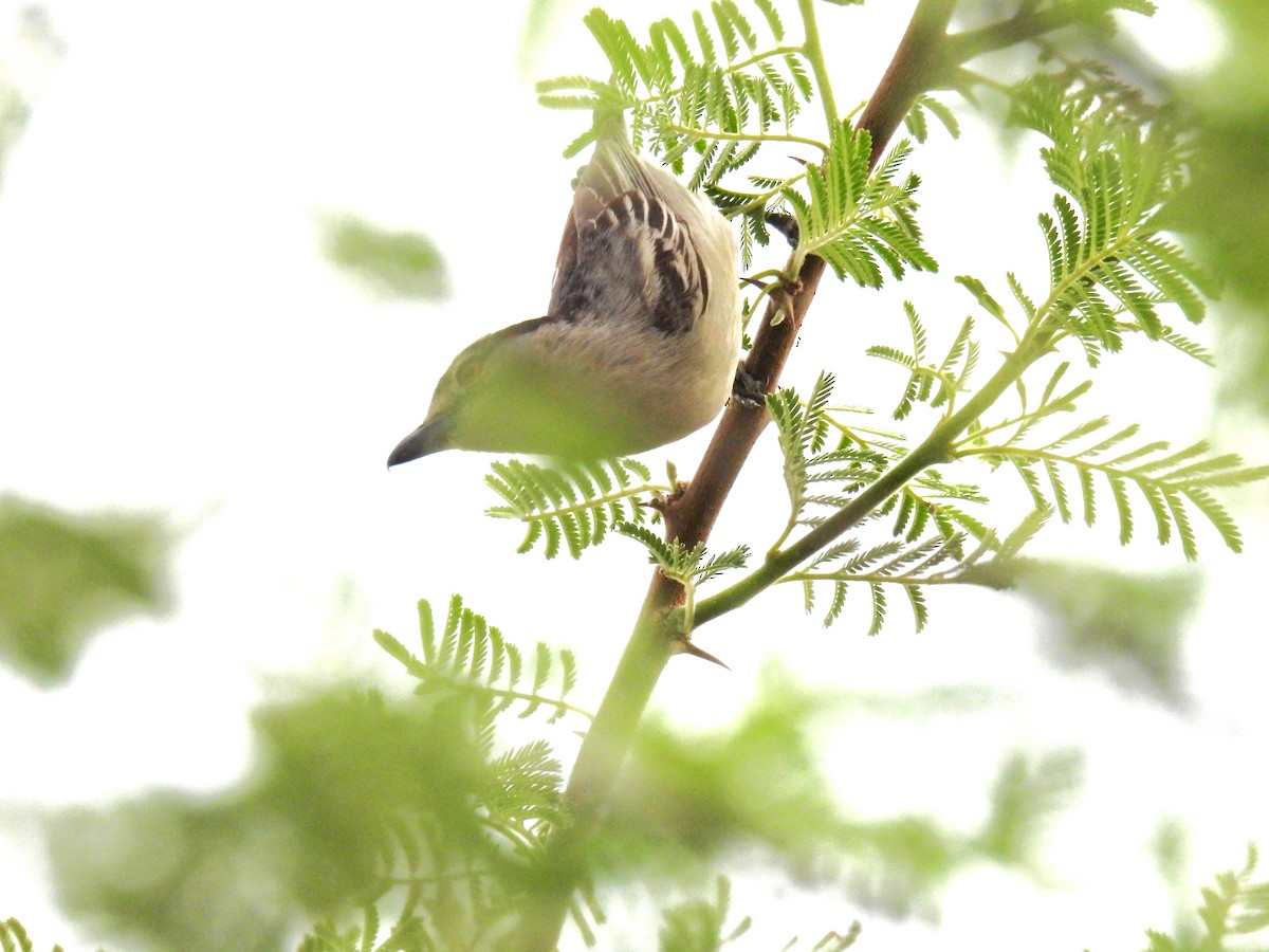 Black-backed Puffback - ML643590234