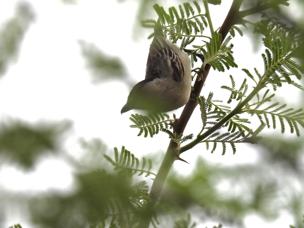 Black-backed Puffback - ML643590235