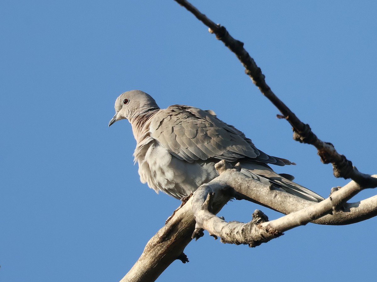 灰斑鳩 - ML643590237